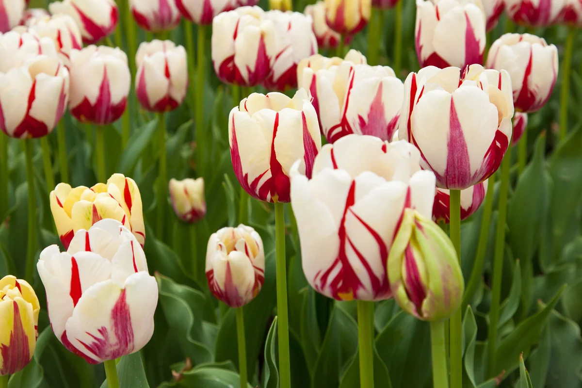 Rembrandt Triumph tulips