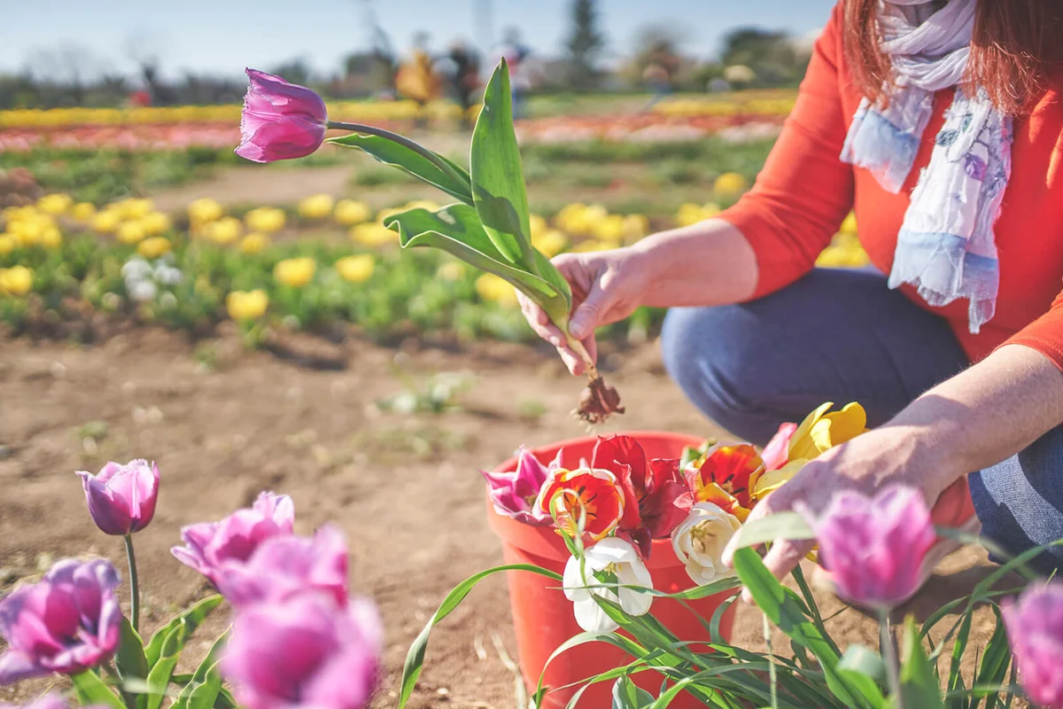 Woman picking up flowers