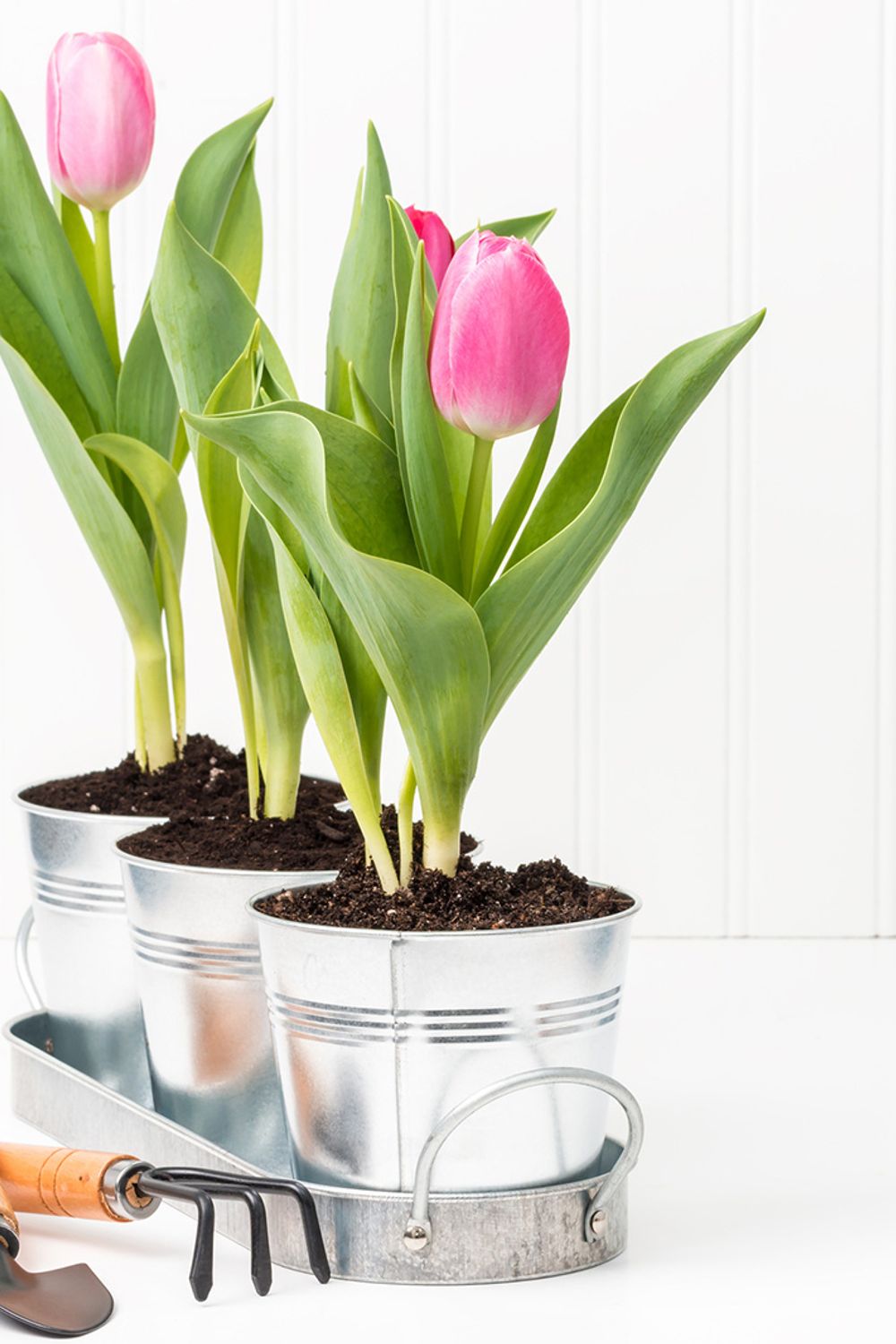 How to Plant and Care for Potted Tulips