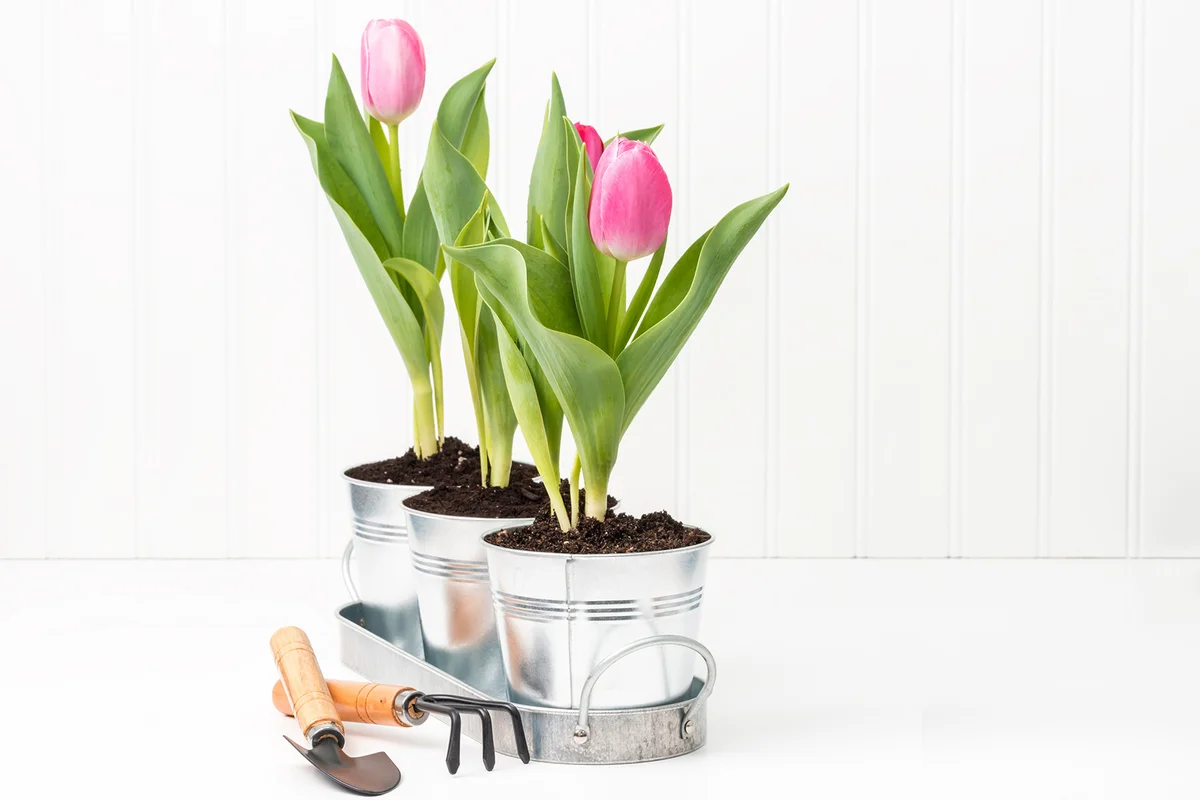 Three potted tulips in a tray with garden tools