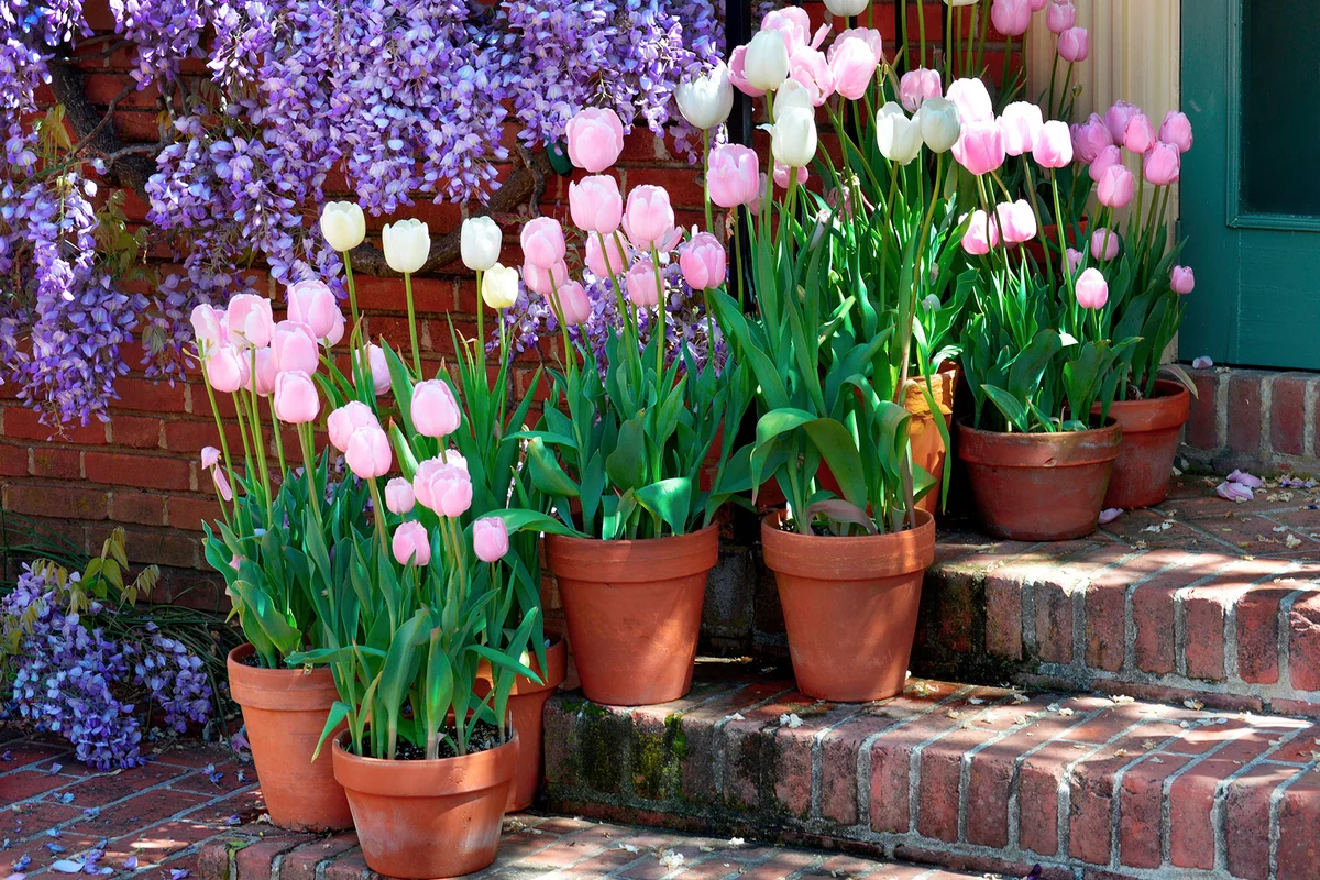 Pots of tulips grace brick steps