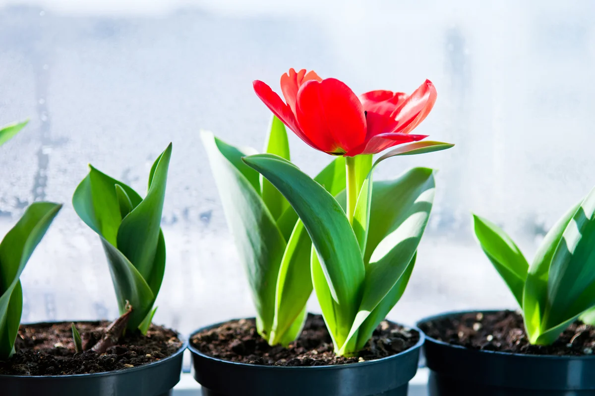 Tulips in pots