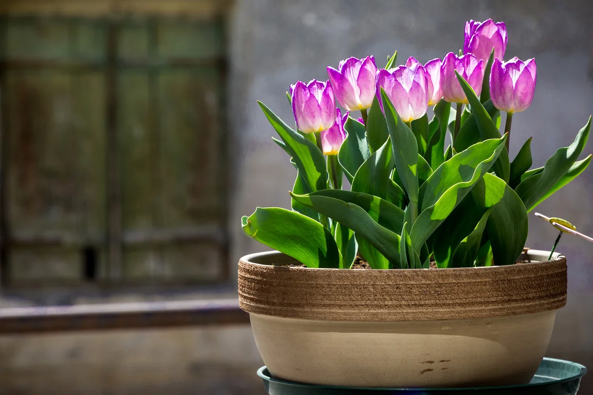 Pot of violet tulips