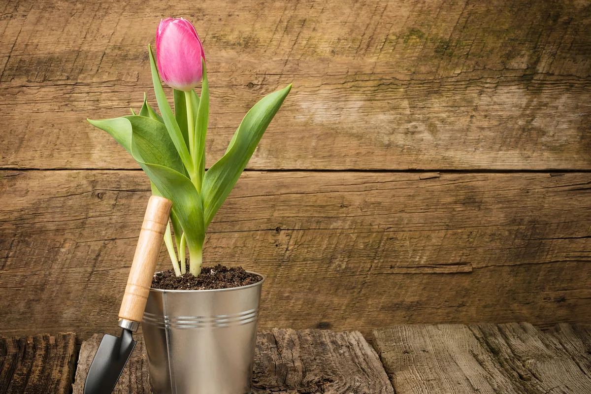 Single pink tulip on a worn barnboard background