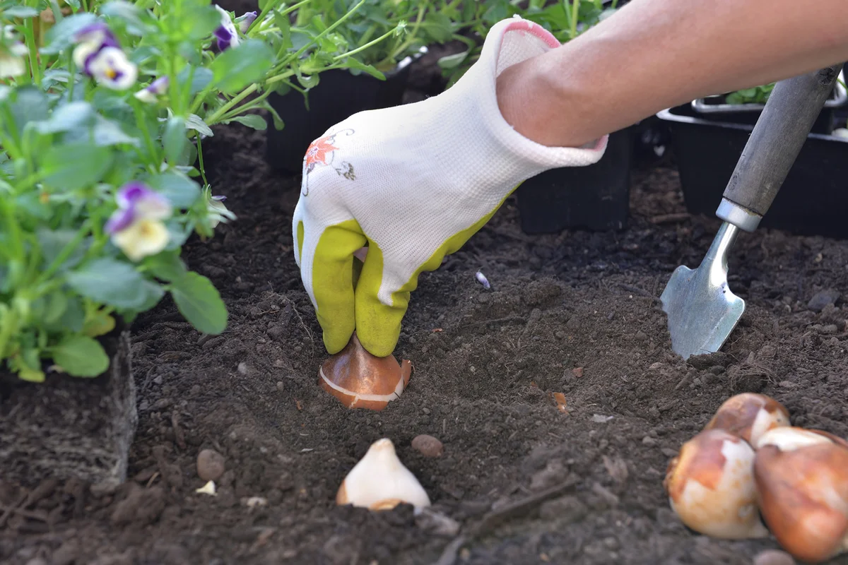 Planting bulb of tulip on the soil in the garden