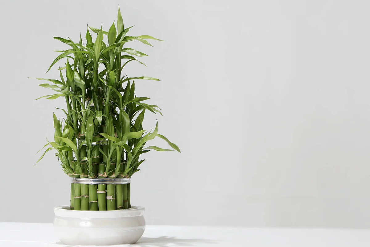 Lucky Bamboo