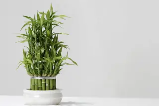 How to Cut and Propagate Lucky Bamboo