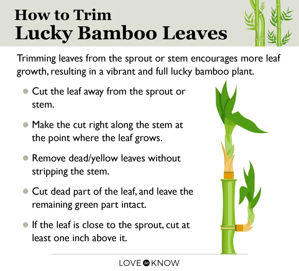 How to Cut and Propagate Lucky Bamboo