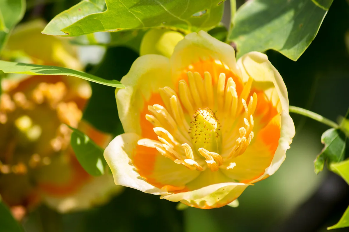 Tulip Poplar flower