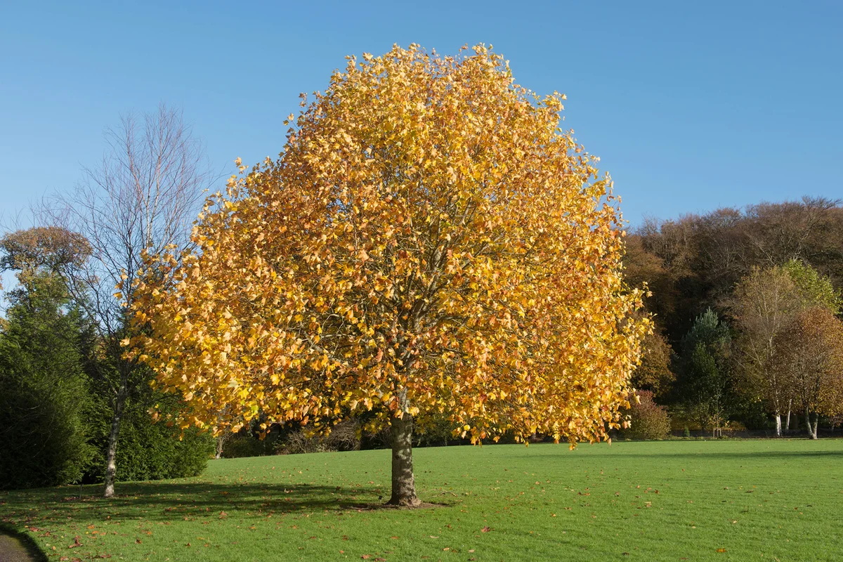 Autumn Leaves Tulip Tree