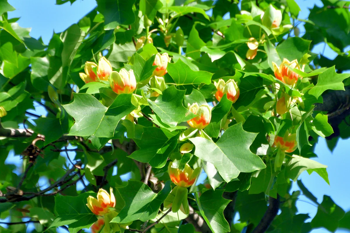 Tulip Tree Leaf