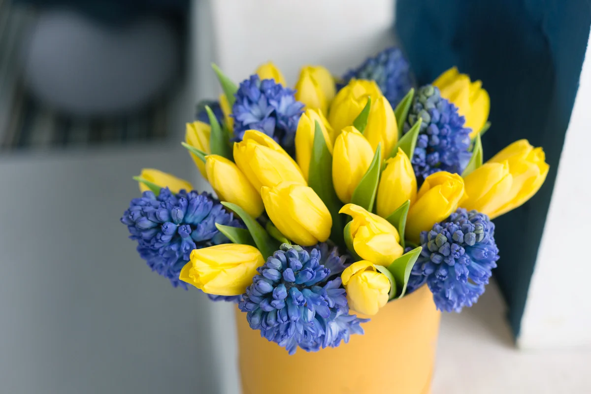 Bunch of blue hyacinths and yellow tulips on white table