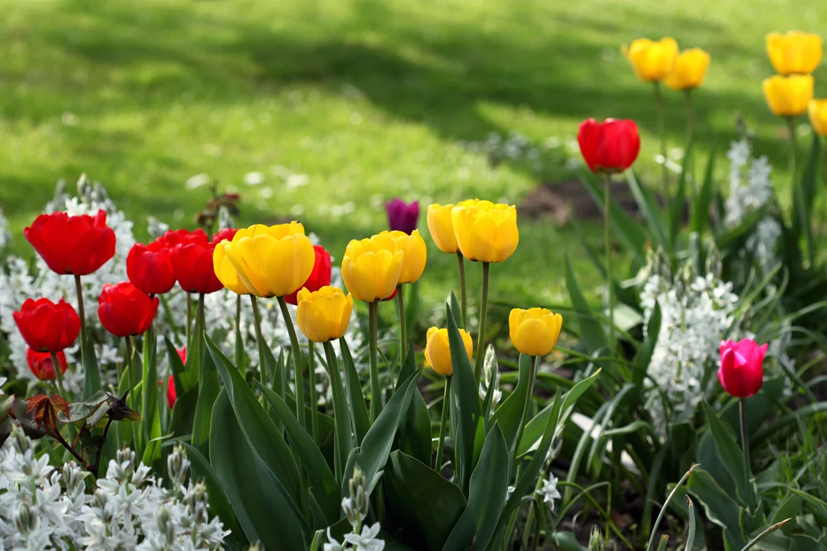 tulips in garden