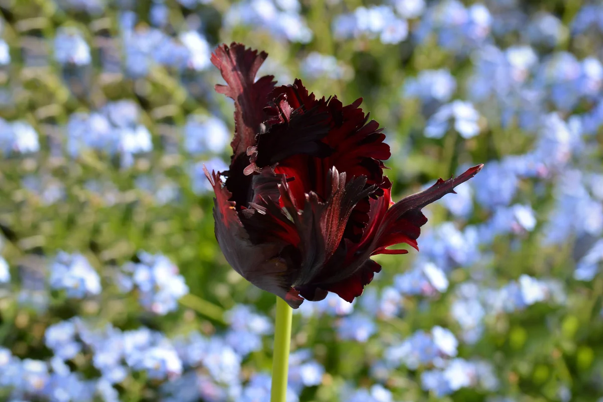 Black Parrot tulip flower
