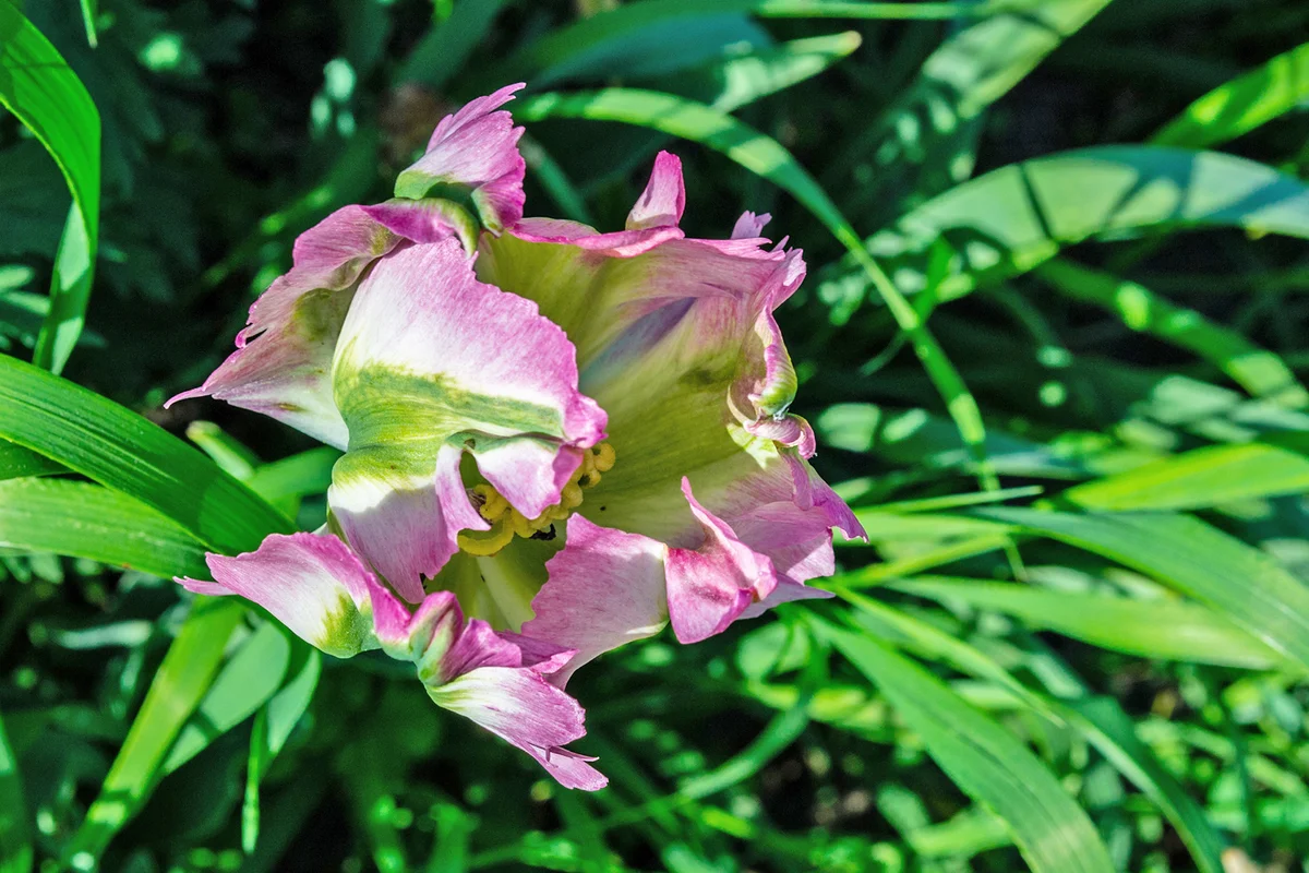 Green Wave Tulip in green grass and leafs