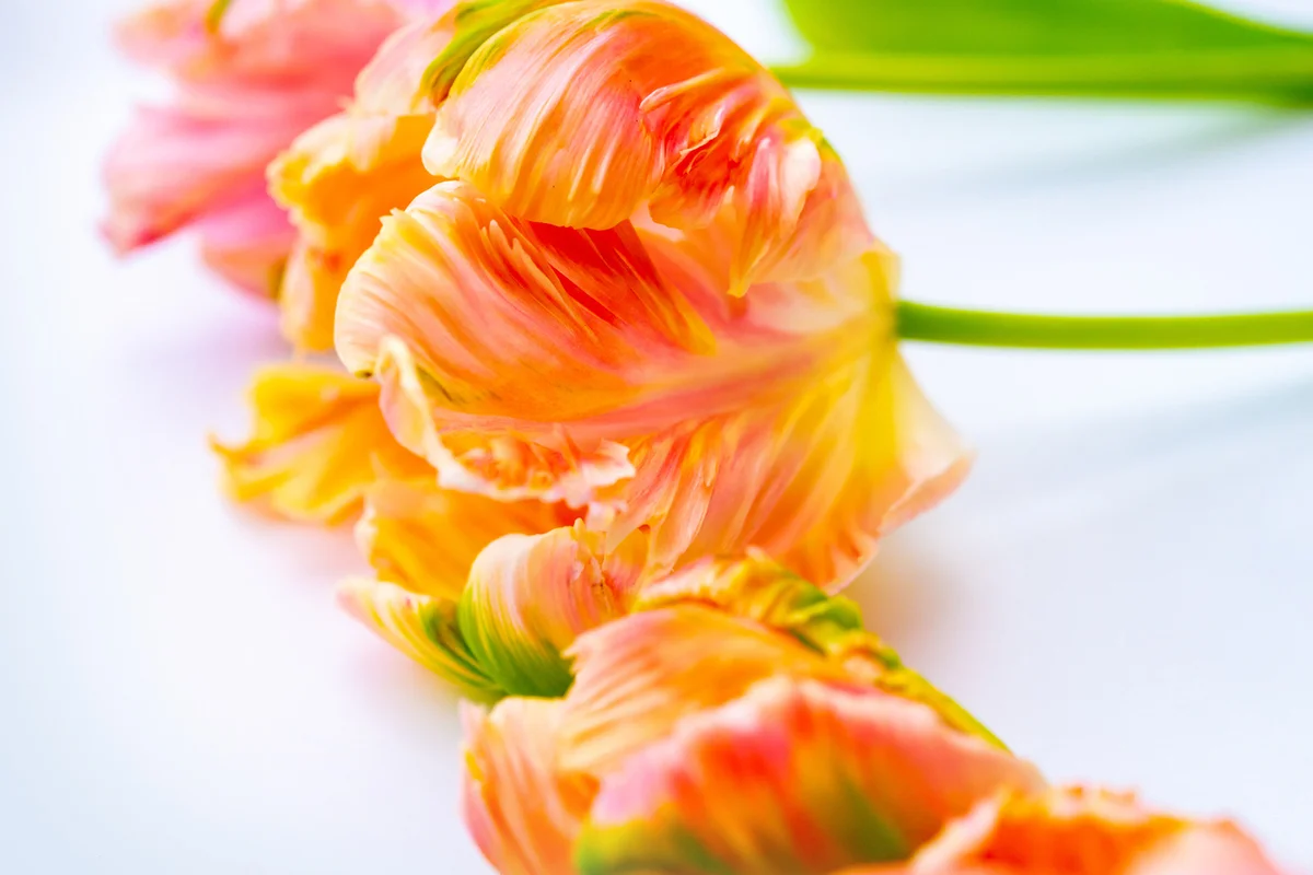 Salmon parrot tulips