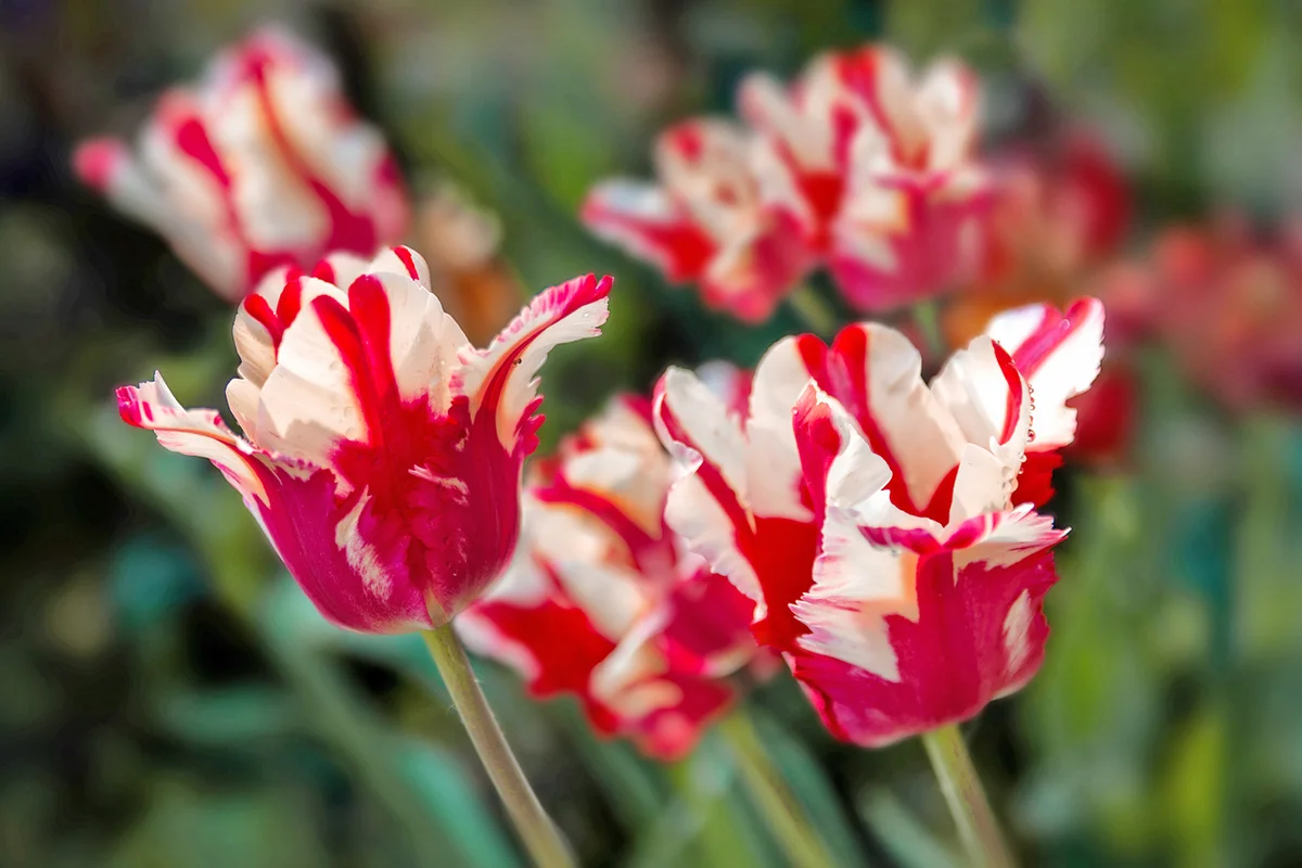 Estella Rijnveld tulips bloom in the garden