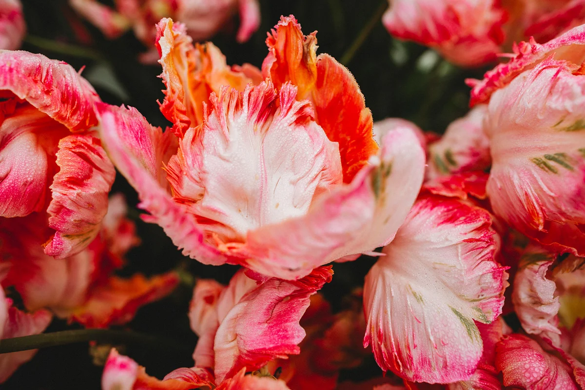 Pink Parrot Tulips in morning dew
