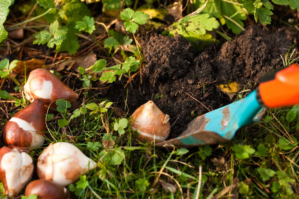 Planting Parrot Tulip Bulbs