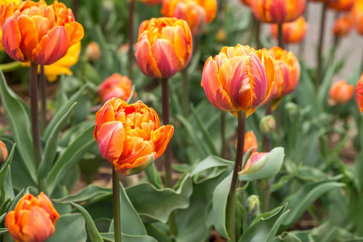 Orange Parrot tulip