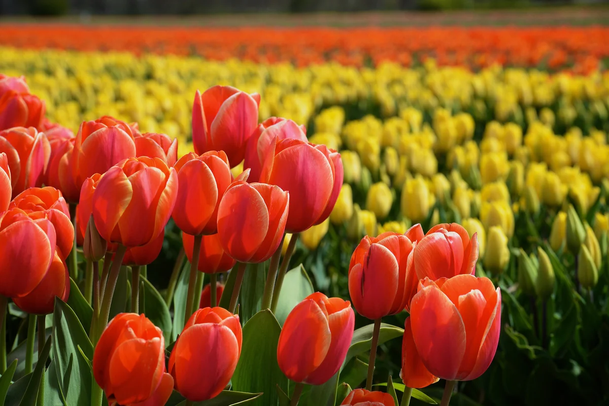 Close-up of red tulips in field,Netherlands