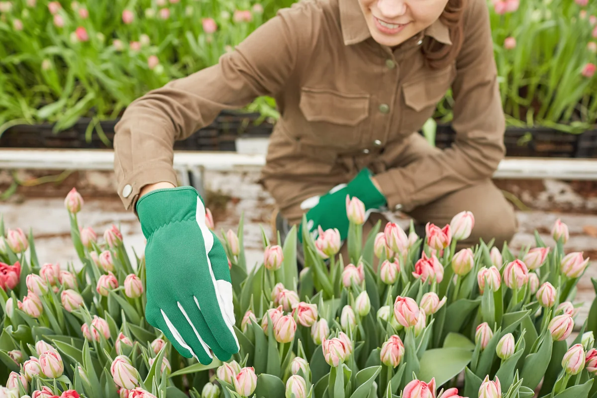 Gardener caring for flowers at tulip plantation in greenhouse