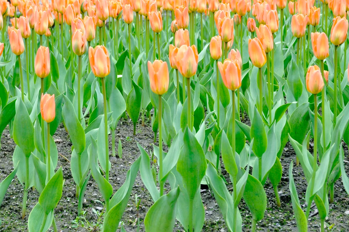 Fosteriana Tulip 'Orange Emporer'