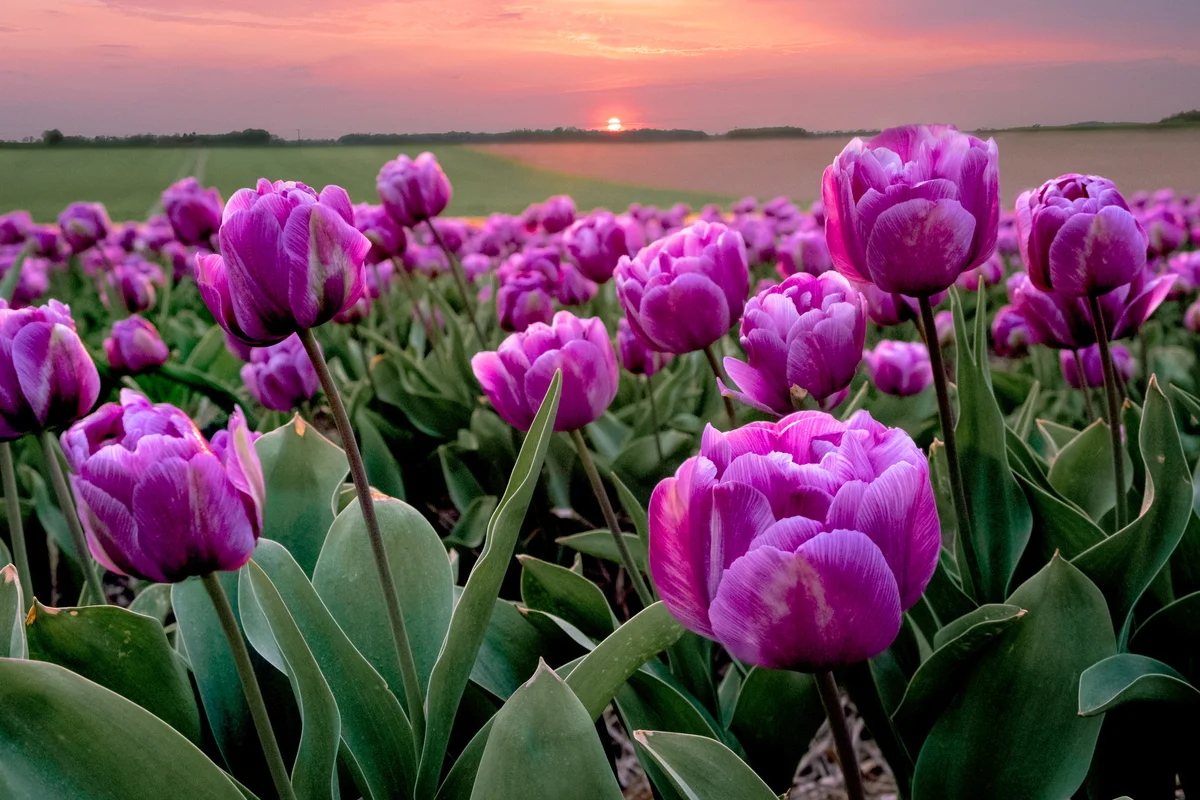 Spring purple tulips at sunset