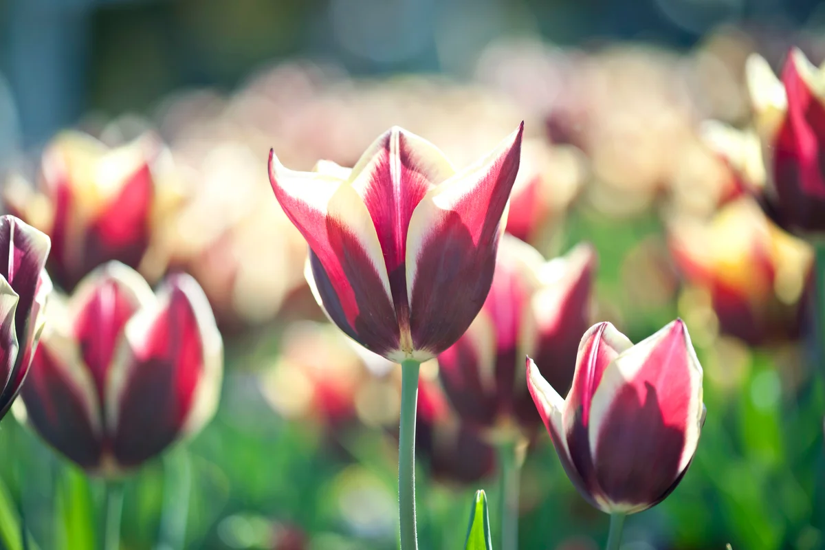 Pink and white variegated tulips in a garden