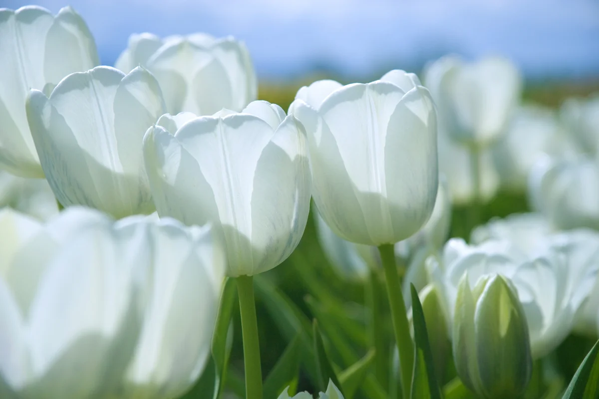 White spring tulips