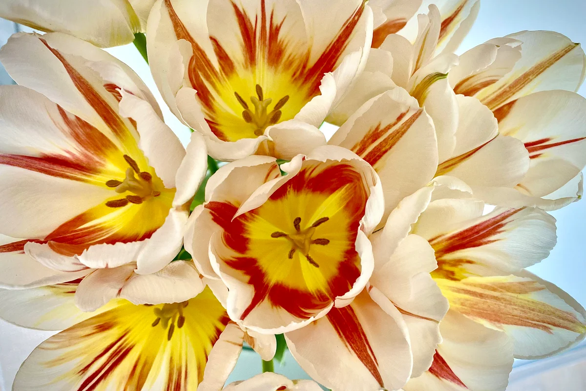 Burning heart tulips