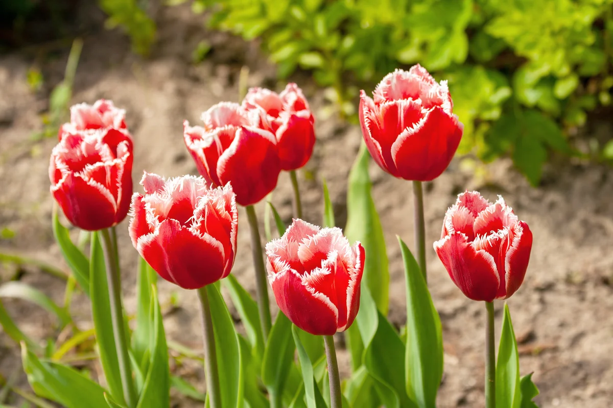Red tulips with white fringe in spring in the garden