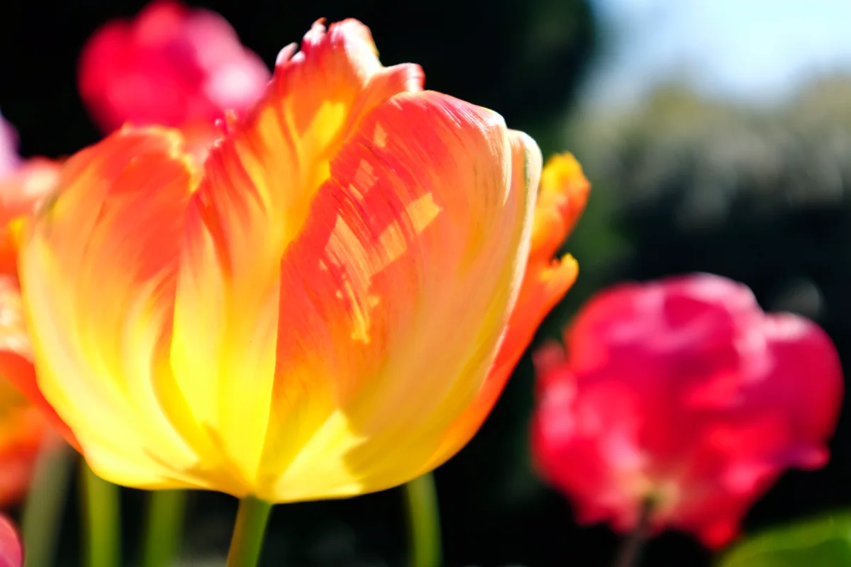 Parrot tulips glows in golden sunlight