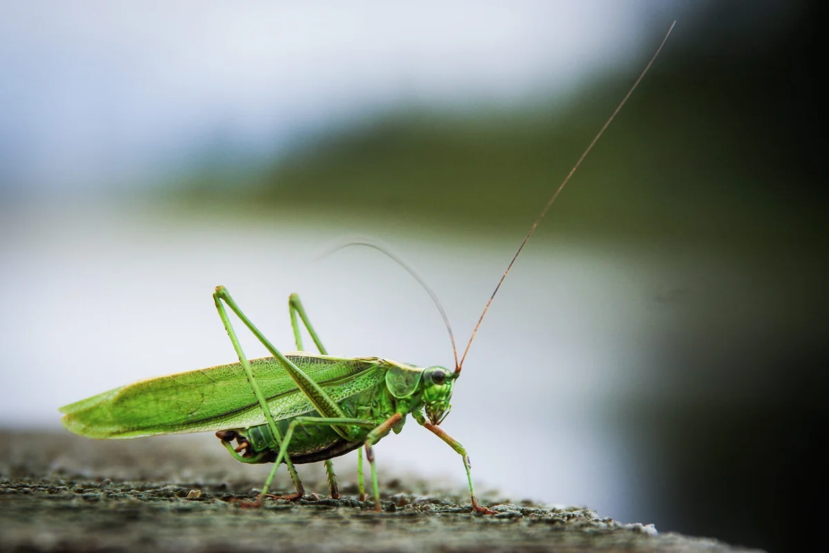 Lucky Cricket outdoors