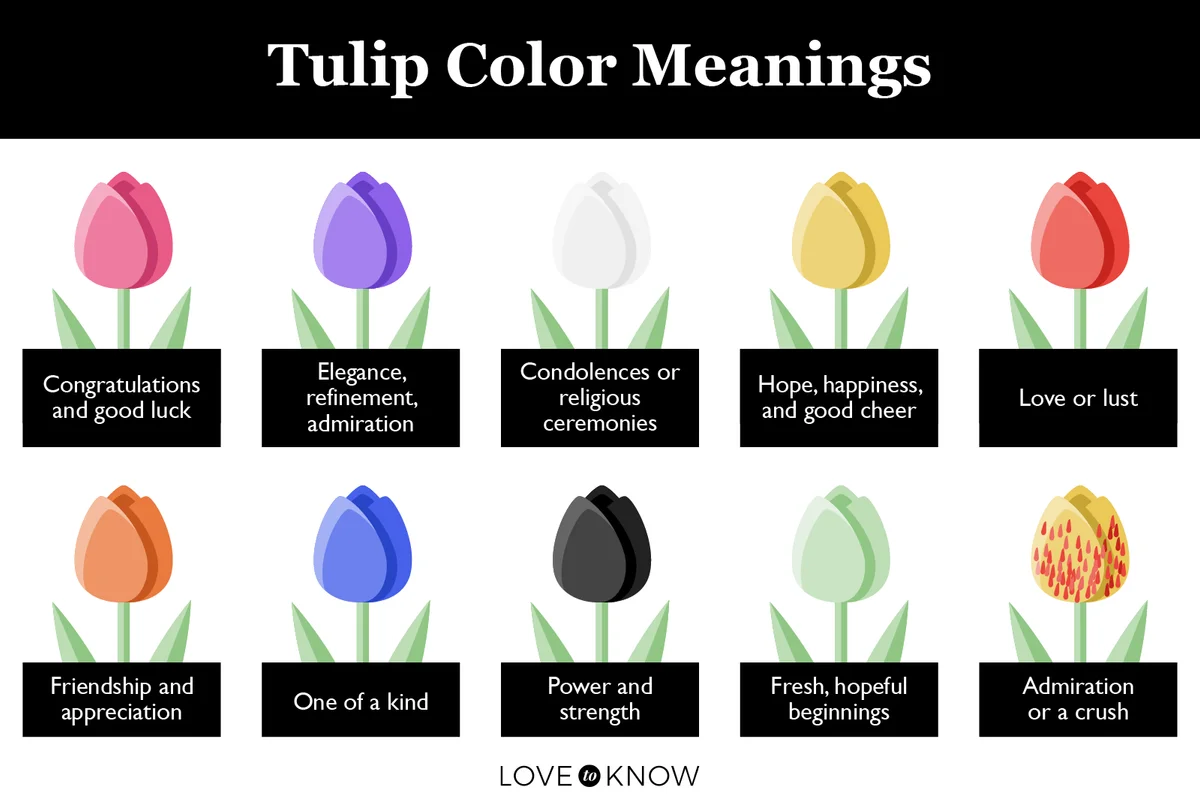 Tulip Color Meanings