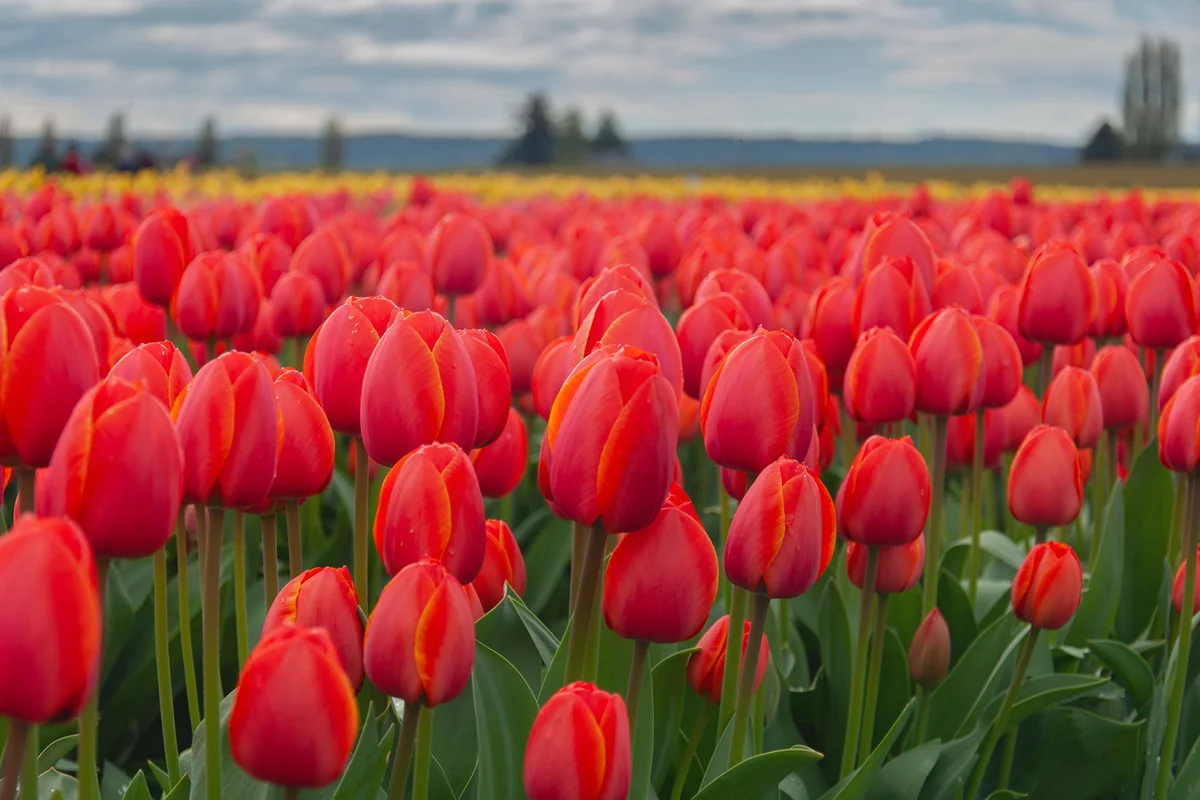 Close-up of red tulips in field