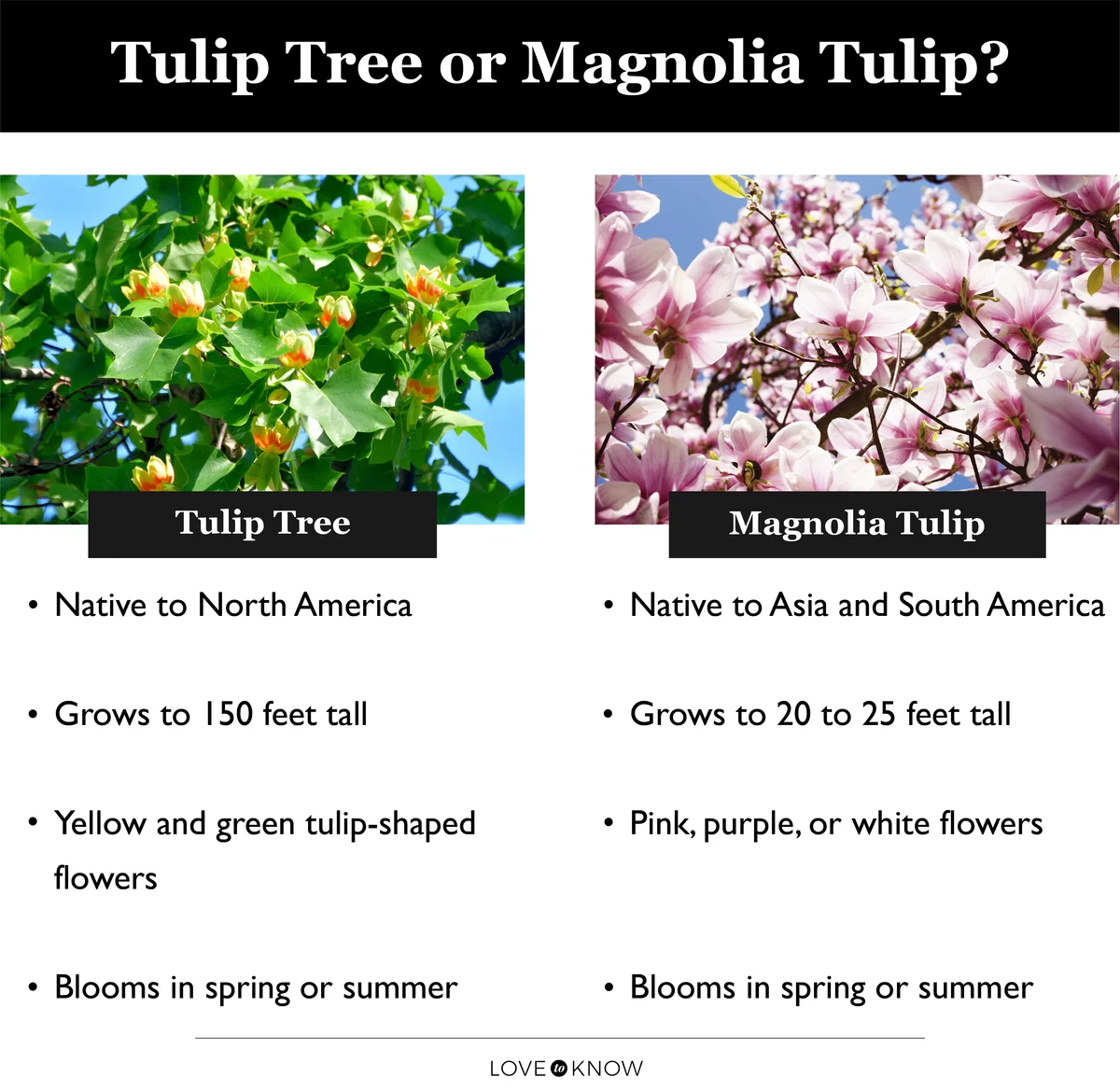 Tulip Tree vs. Magnolia Tulip infographic