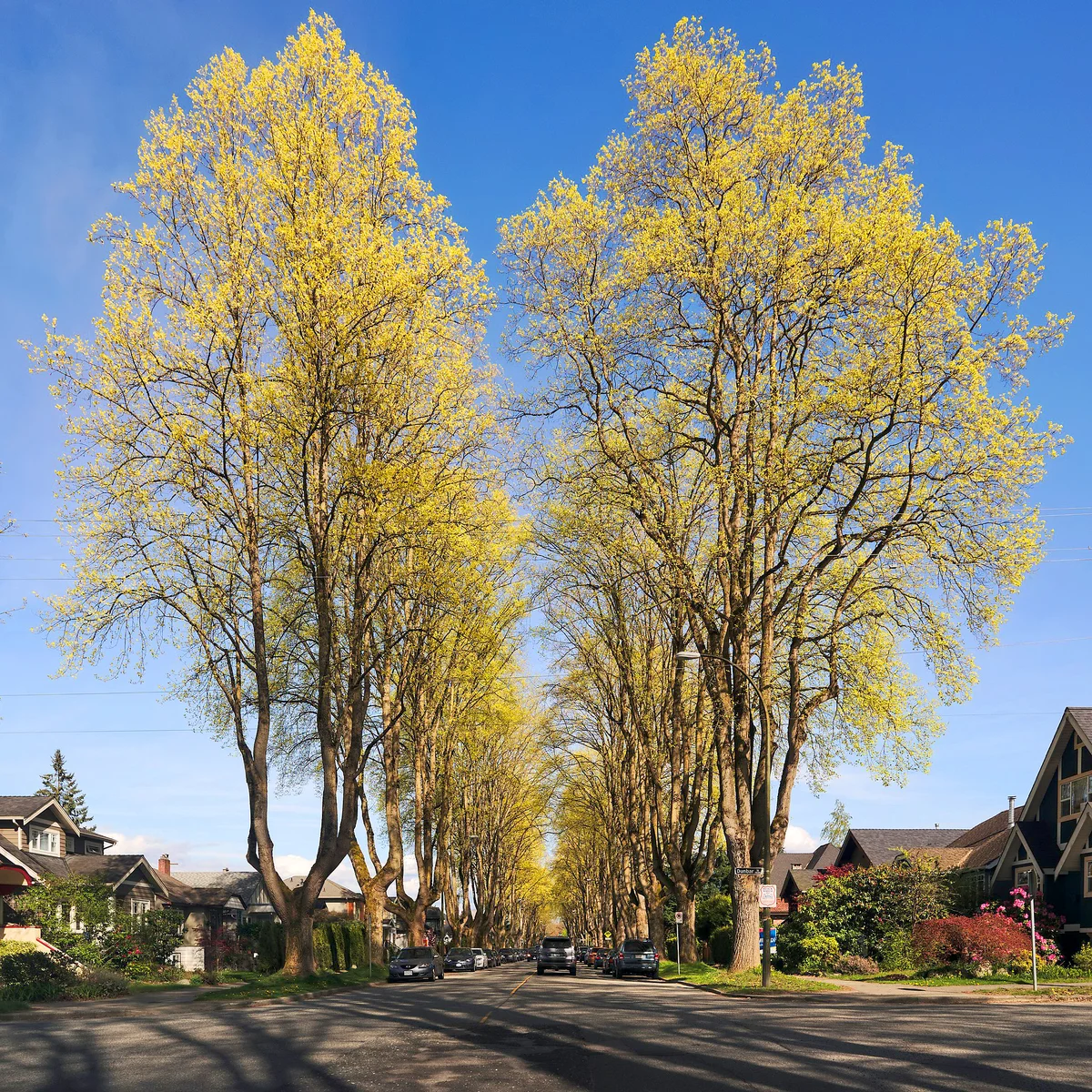 Liriodendron tulipifera at Vancouver