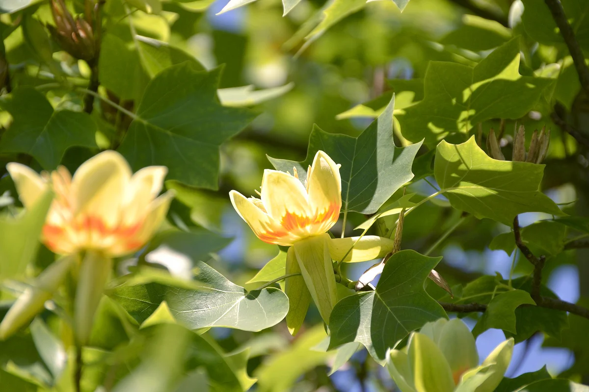 Tulip tree flower and leaves