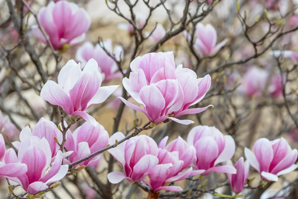 Magnolia tree blooming