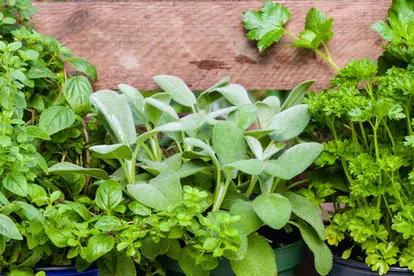 Culinary herb garden