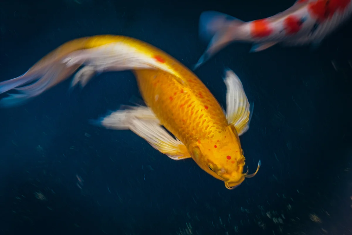 Close-Up Of Fish Swimming In Sea