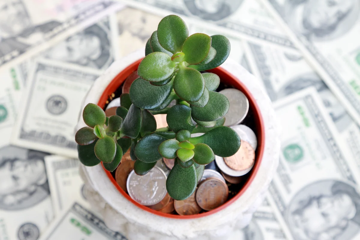 Jade plant growing on soil of coins with dollars in the background