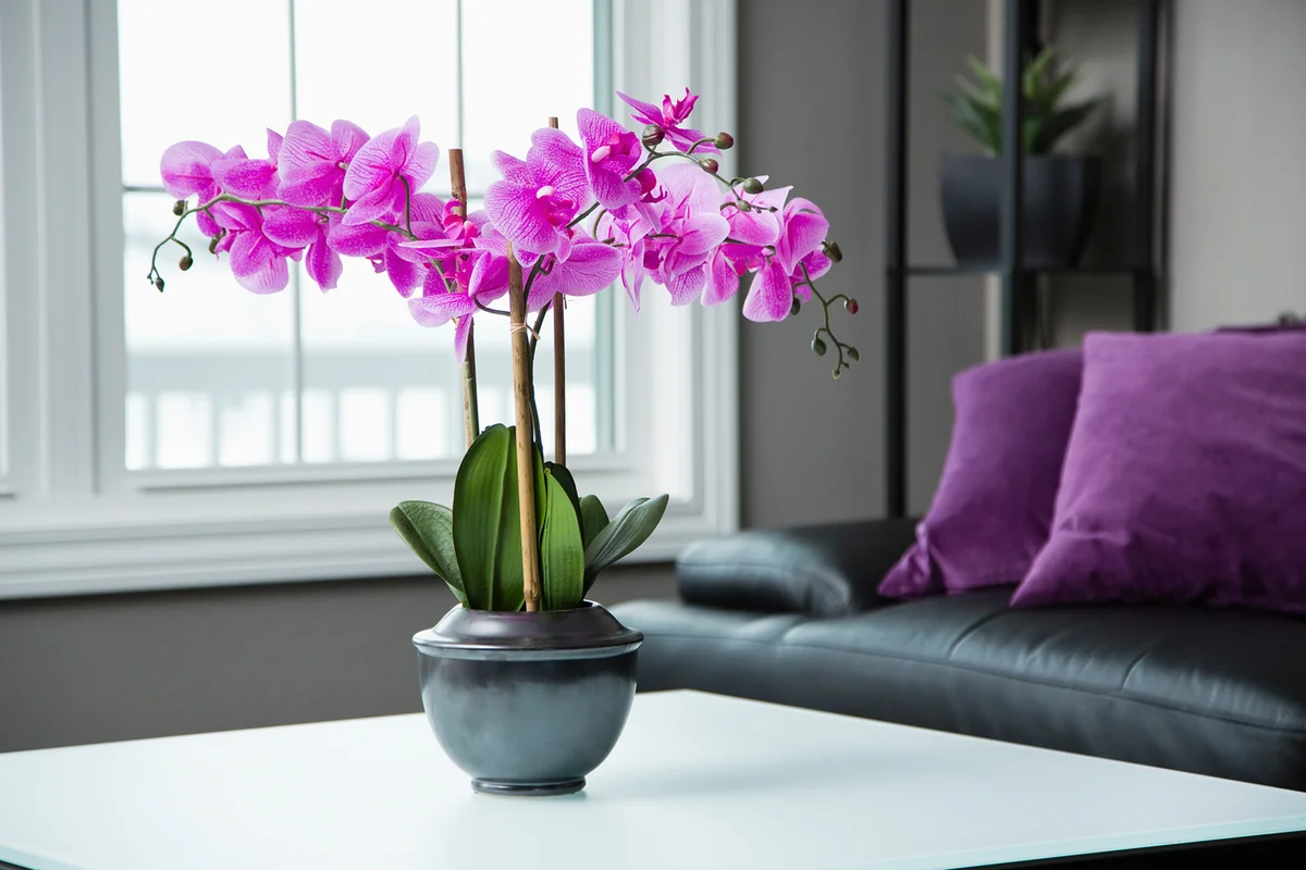 Potted orchid flower on table in living room