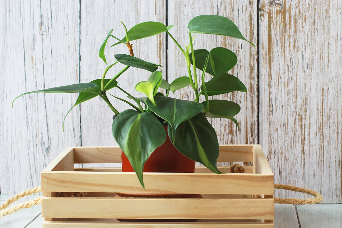 Philodendron, heart-shaped green leaves With luster