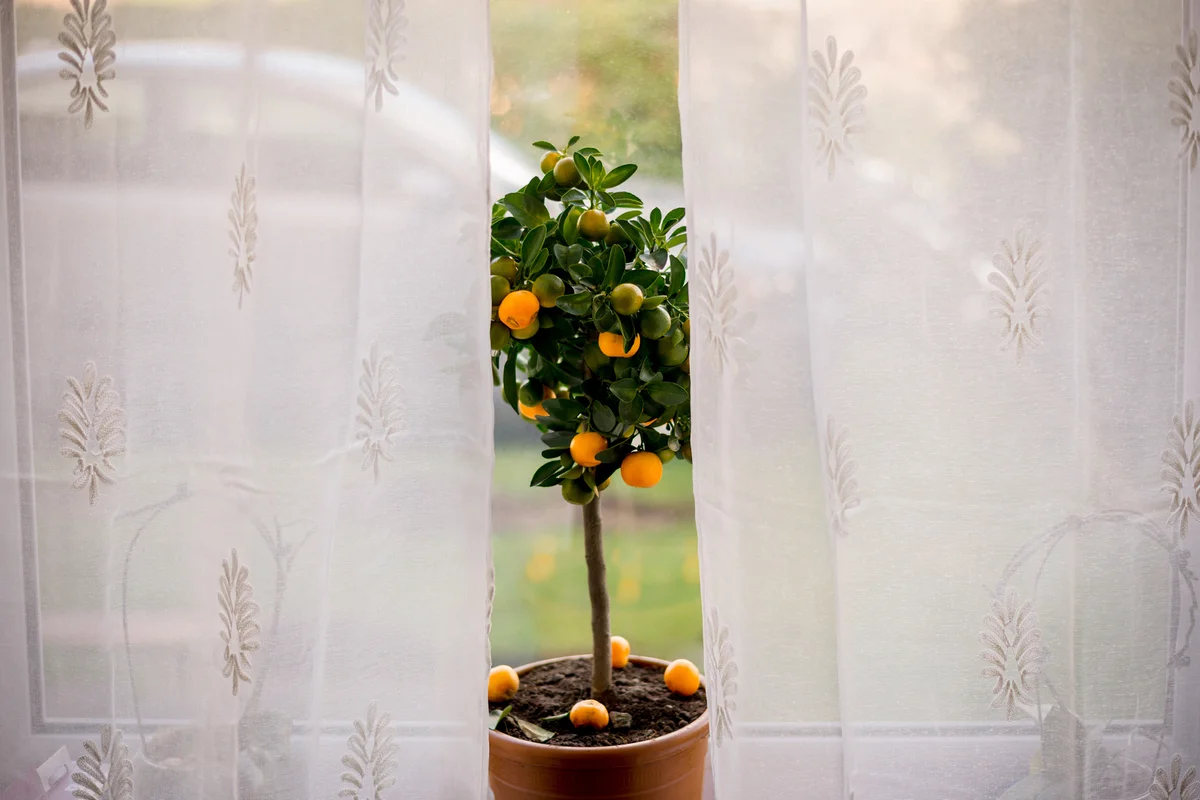 Small fruit tree in pot near window in home