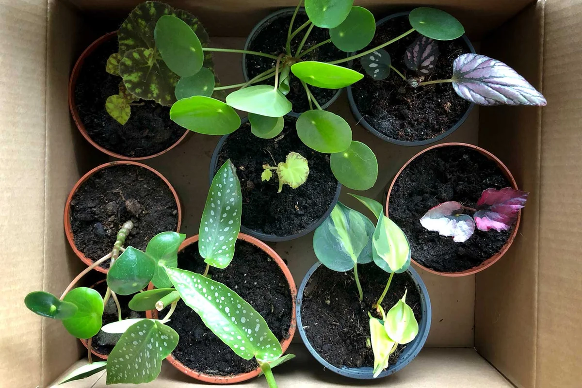 assorted plants in a box
