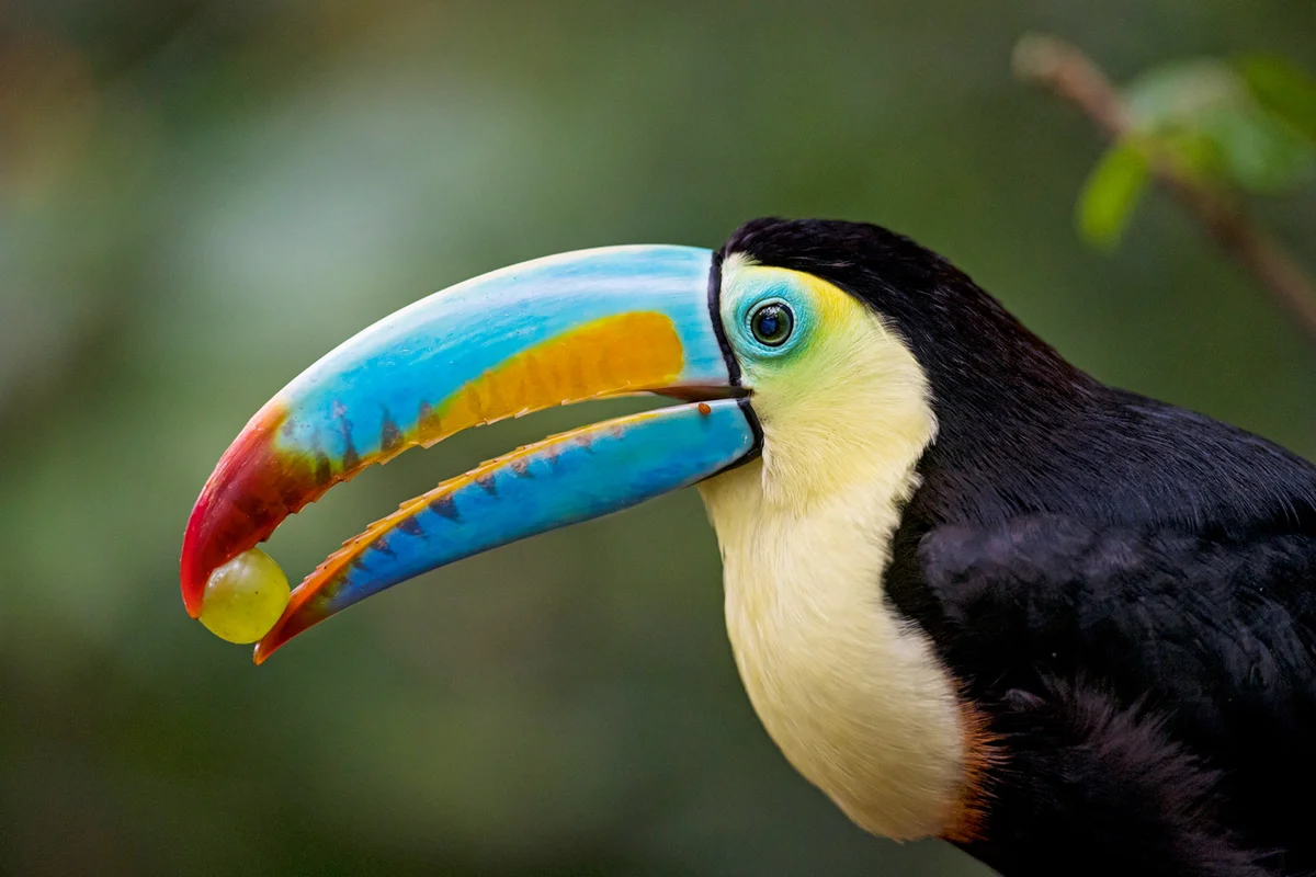 Toucan with grape in the beak
