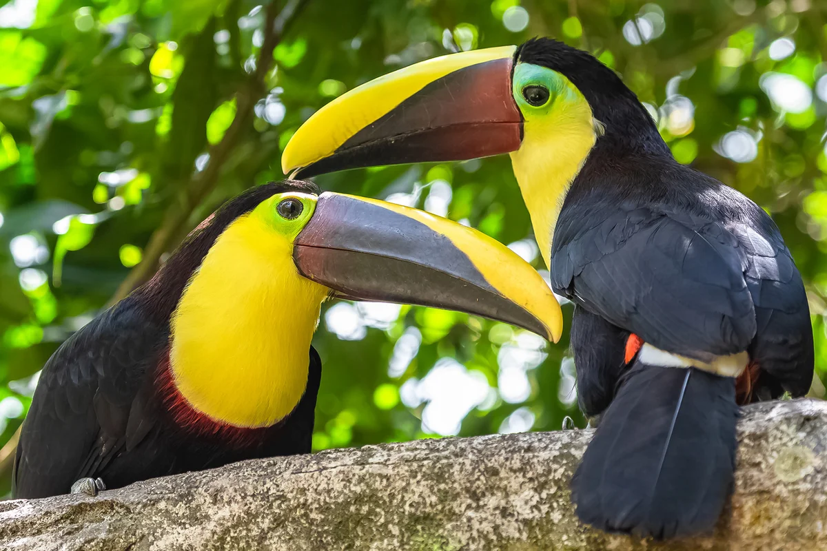 Black-mandibled toucan
