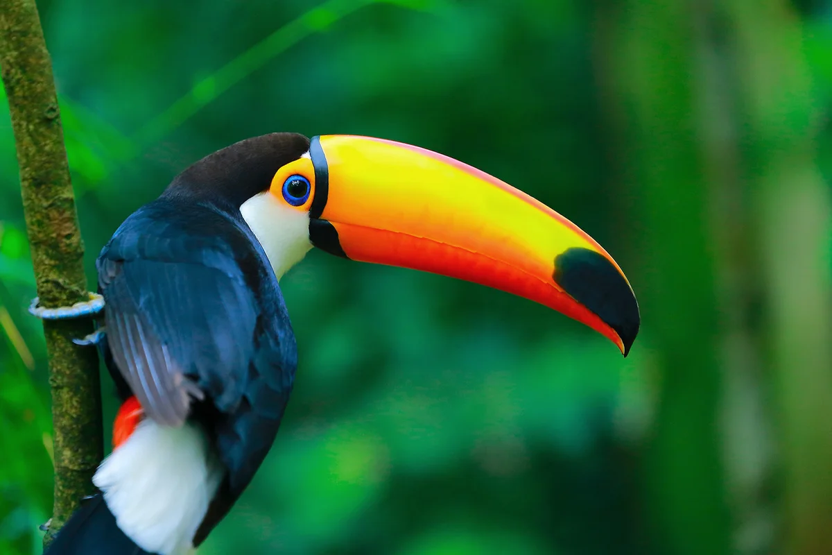 Colorful cute Toucan tropical bird in Brazilian Amazon